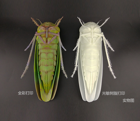 3D打印生物標本1